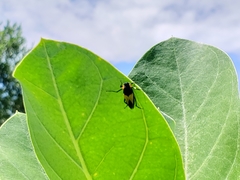 Macrosiagon flavipennis