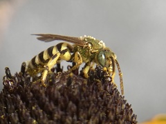 Agapostemon