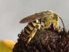 Agapostemon
