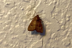 Lacinipolia stricta