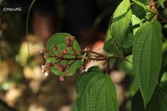 Miconia anisotricha