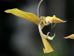 Gongora maculata
