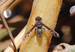 Anthrax plurinotus