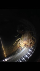 Parabuthus granulatus