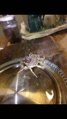 Parabuthus granulatus