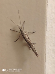 Ypsolopha mucronella