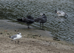 Leucophaeus pipixcan