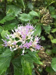 Gymnanthemum capense