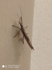 Ypsolopha mucronella