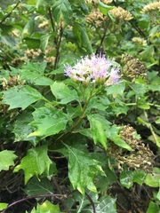 Gymnanthemum capense