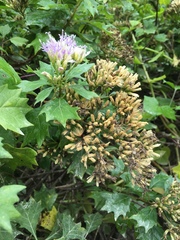 Gymnanthemum capense