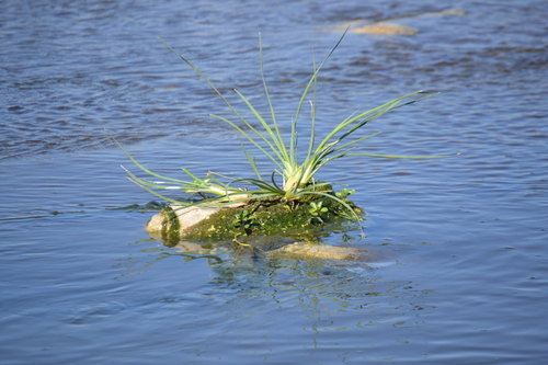 photo of Monocots (Liliopsida)