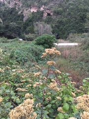 Gymnanthemum capense