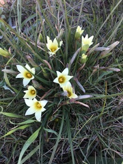 Romulea flava