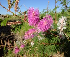Mimosa dysocarpa