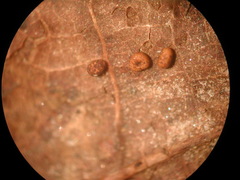 Ophiotheca chrysosperma