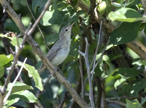 Zarcero pálido (Iduna pallida)
