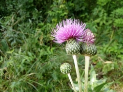Cirsium canum