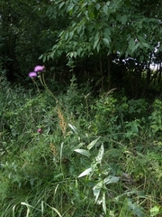 Cirsium canum