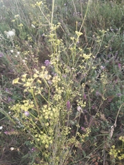 Bupleurum falcatum