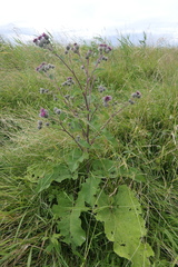 Arctium tomentosum