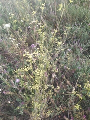 Bupleurum falcatum