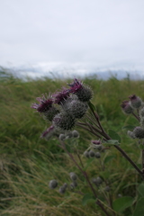 Arctium tomentosum