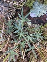 Lupinus multiflorus