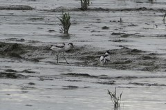 Recurvirostra avosetta