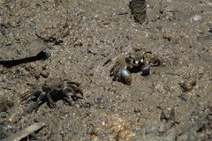 Australoplax tridentata