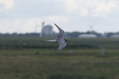 Sterna hirundo