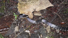 Chironius grandisquamis