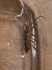 Aneflomorpha lineare