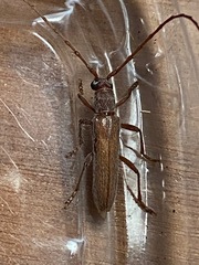 Aneflomorpha lineare