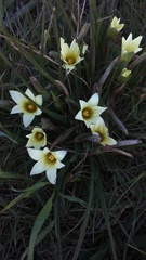 Romulea flava
