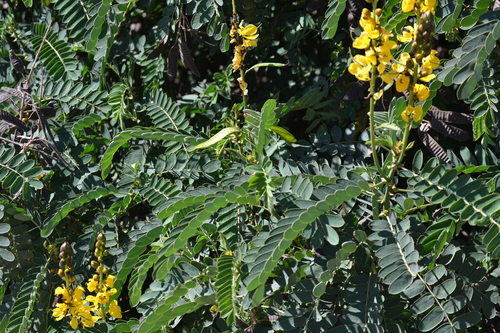 photo of African Wild Cassia (Senna didymobotrya)
