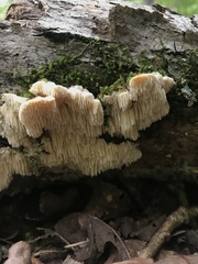 Irpiciporus