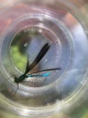 Calopteryx maculata