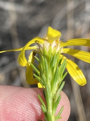 Senecio pinifolius