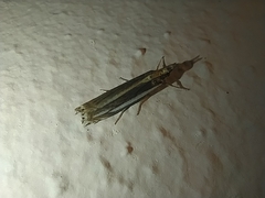 Angustalius malacellus