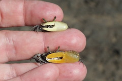 Austruca triangularis