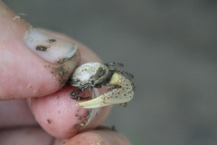Austruca triangularis