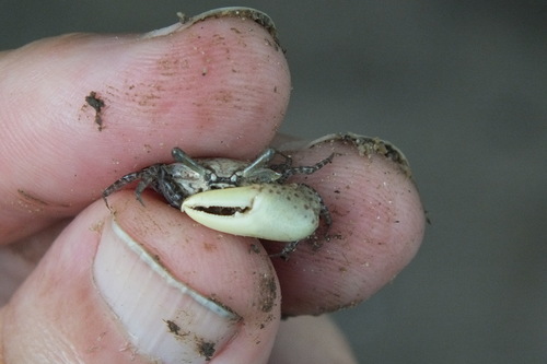 Austruca triangularis
