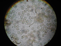 Ophiotheca chrysosperma