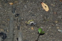 Austruca triangularis