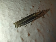 Angustalius malacellus