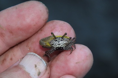 Austruca triangularis