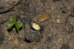 Austruca triangularis