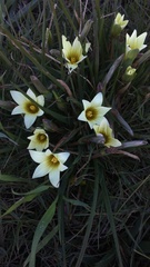 Romulea flava