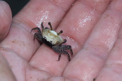 Austruca triangularis